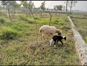 Urgent Land Sale