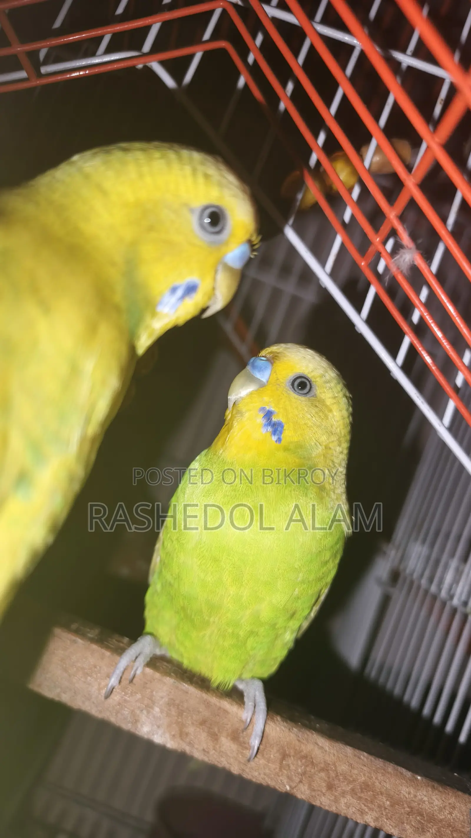 বাজরিগার পাখি
