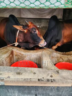 কোরবানি উপযুক্ত গরু
