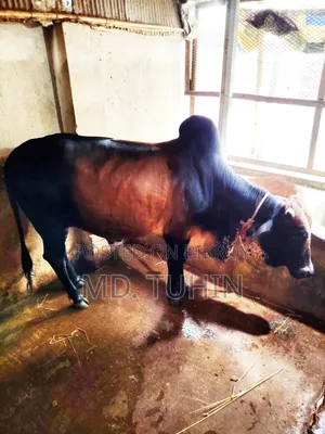 কোরবানি উপযুক্ত গরু