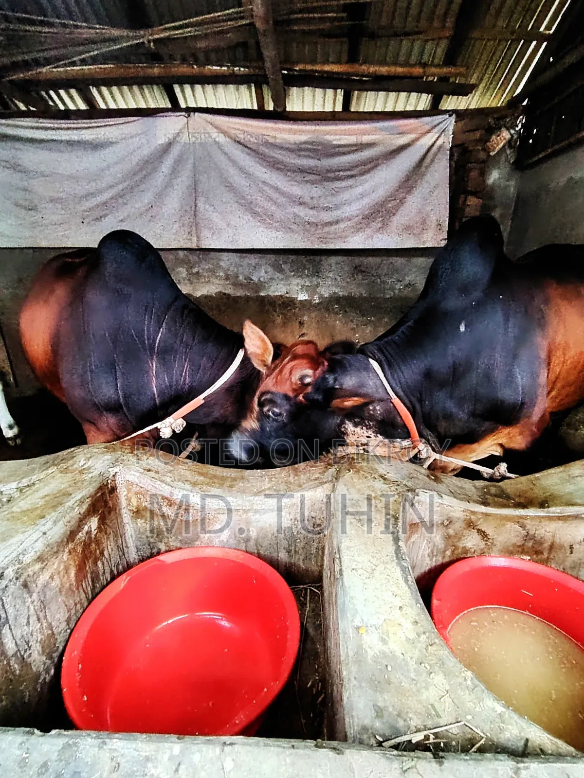 কোরবানি উপযুক্ত গরু