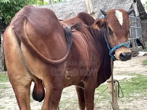 Sell Post : Cow