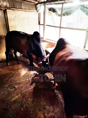 কোরবানি উপযুক্ত গরু