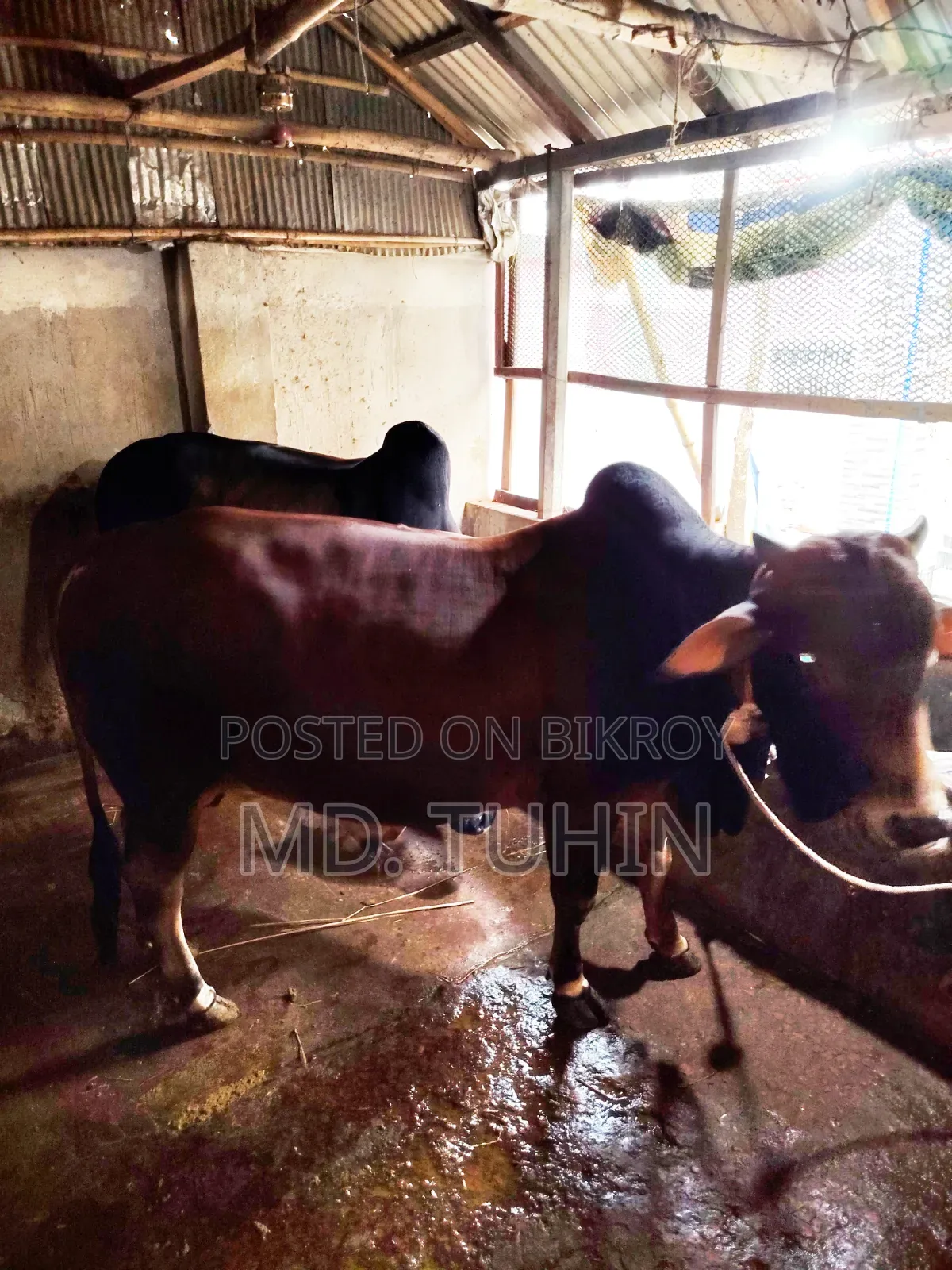 কোরবানি উপযুক্ত গরু