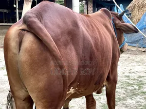 Sell Post : Cow