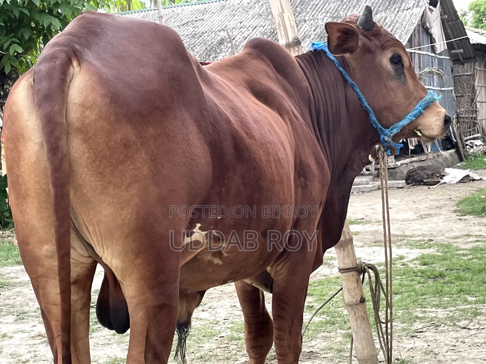 Sell Post : Cow