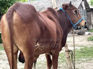 Sell Post : Cow