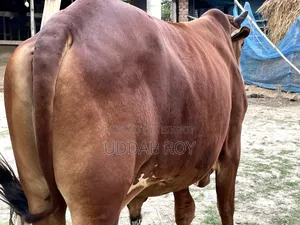 Sell Post : Cow
