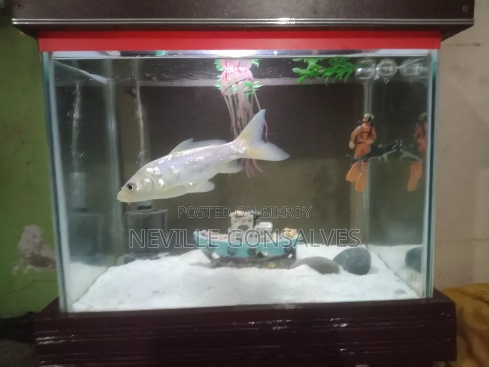 Aquarium Tank