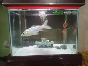 Aquarium Tank