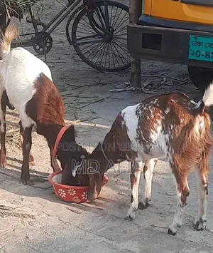 ছাগল বিক্রয় হবে