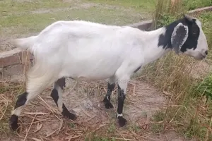 ছাগল বিক্রয় হবে