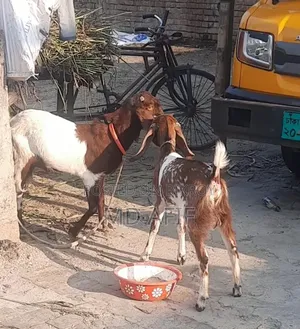 ছাগল বিক্রয় হবে