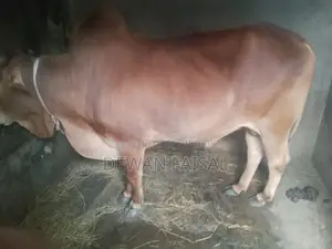 কুরবানীর জন্য সুন্দর একটি গরু