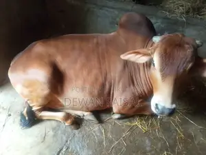 কুরবানীর জন্য সুন্দর একটি গরু