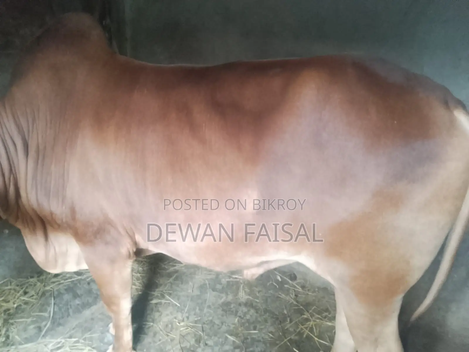 কুরবানীর জন্য সুন্দর একটি গরু