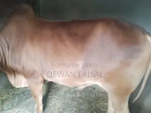 কুরবানীর জন্য সুন্দর একটি গরু