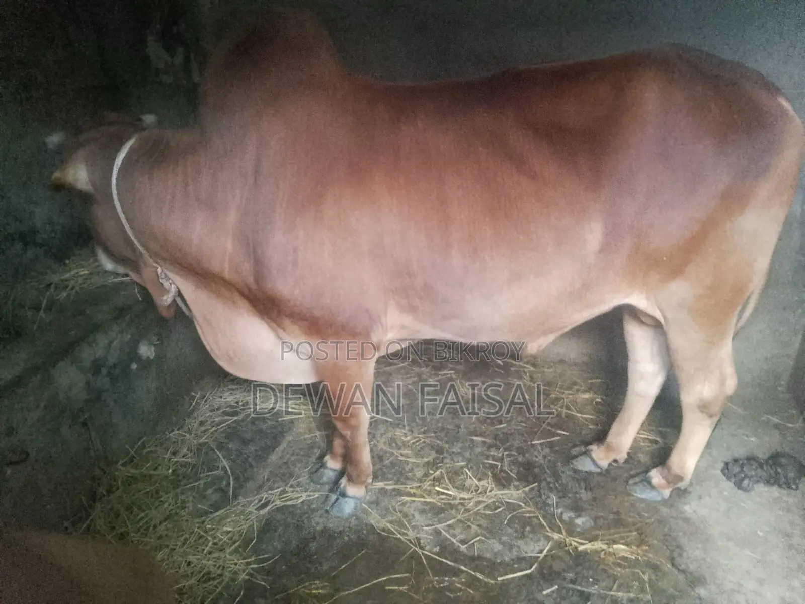 কুরবানীর জন্য সুন্দর একটি গরু