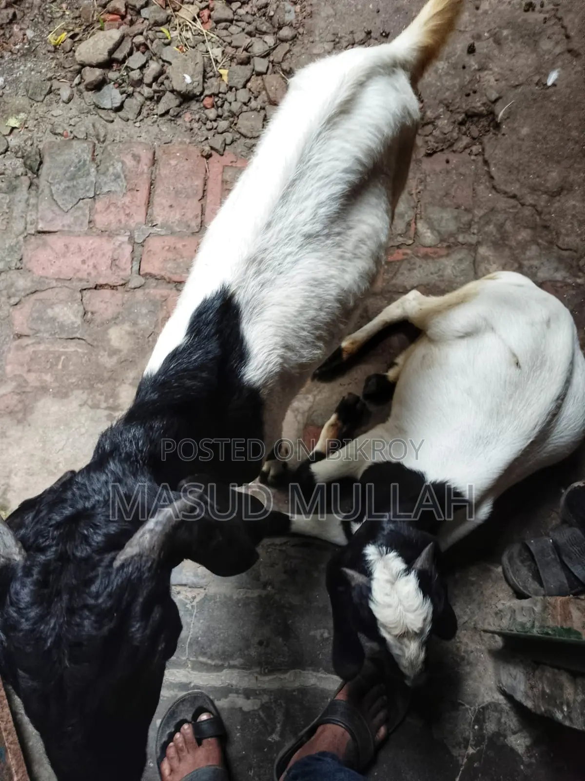 ব্ল্যাক বেঙ্গল মিক্স খাসী ছাগল এক জোড়া