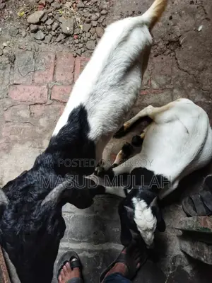 ব্ল্যাক বেঙ্গল মিক্স খাসী ছাগল এক জোড়া
