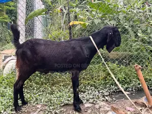 কুরবানির খাসি