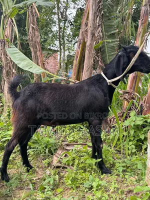 Qurbani Goat