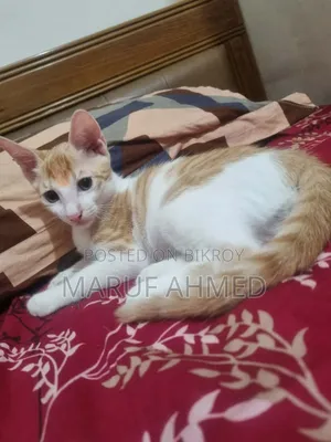 1-3 Months Male Mixed Breed Bengal