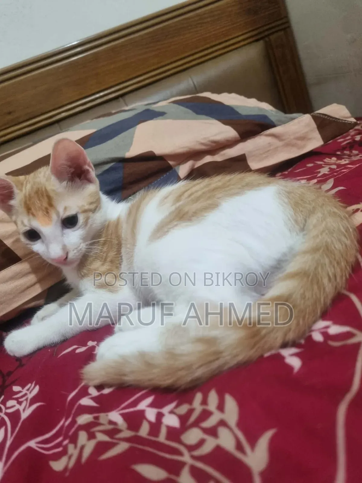 1-3 Months Male Mixed Breed Bengal