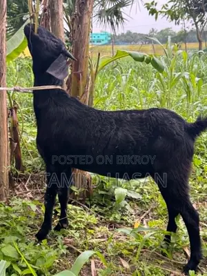কুরবানীর জন্য চমৎকার কালো খাসি