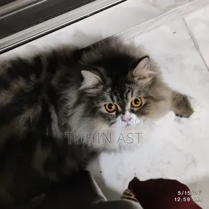 6-12 Months Male Purebred Persian