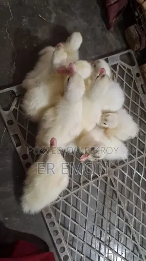 Chinese Ducklings for Sale