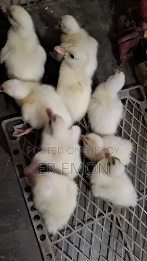 Chinese Ducklings for Sale