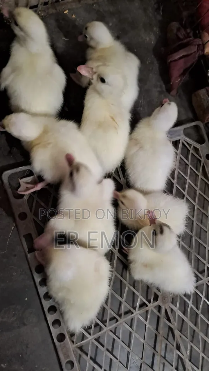 Chinese Ducklings for Sale