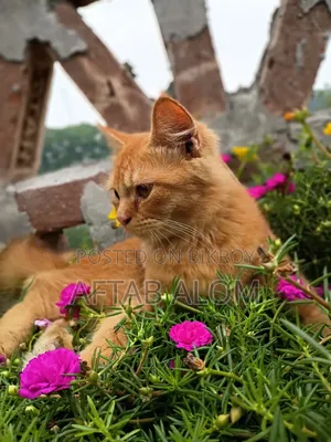 1+ Year Male Mixed Breed Persian