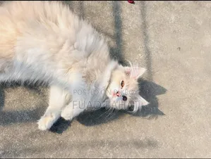 1-3 Months Male Purebred Persian