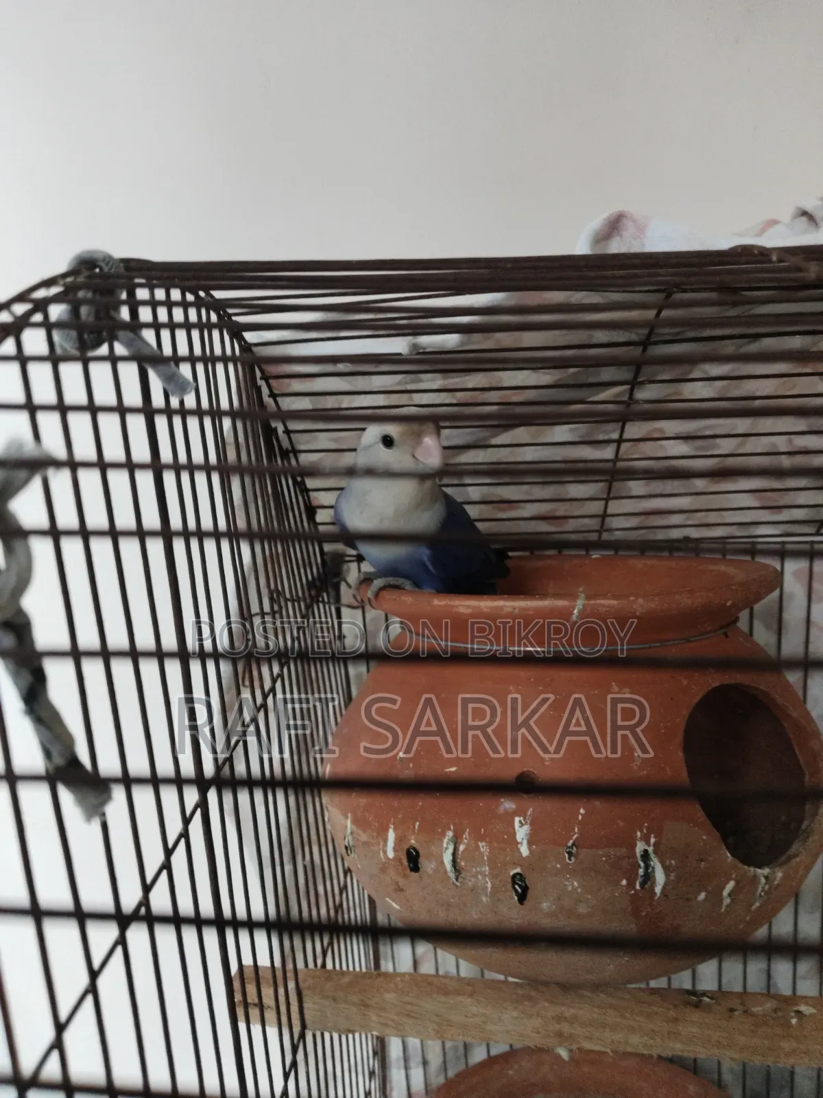 Bird Price Okay