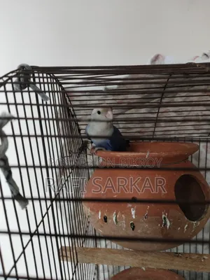 Bird Price Okay