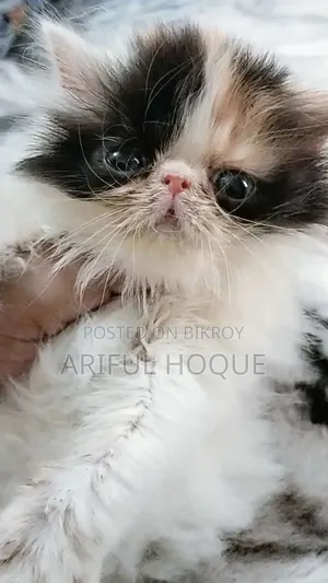 1-3 Months Male Purebred Exotic