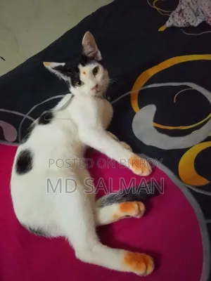 3-6 Months Male Mixed Breed Bengal