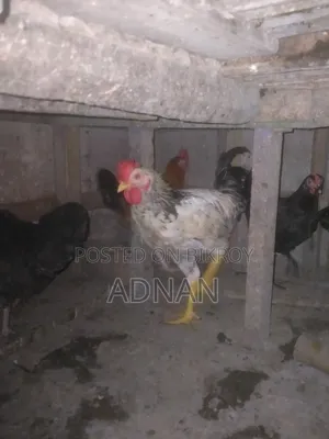 Chicken Sell
