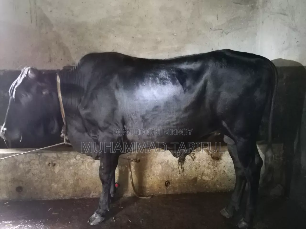 ষাড় ও গাভি