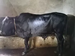 ষাড় ও গাভি