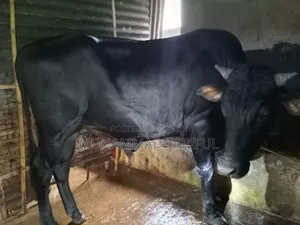 ষাড় ও গাভি