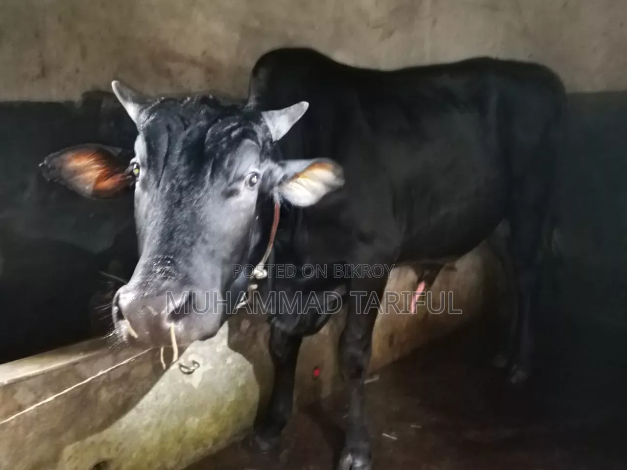 ষাড় ও গাভি