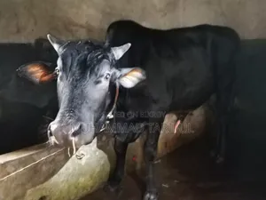 ষাড় ও গাভি