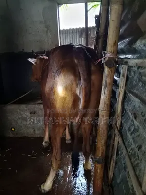 ষাড় ও গাভি