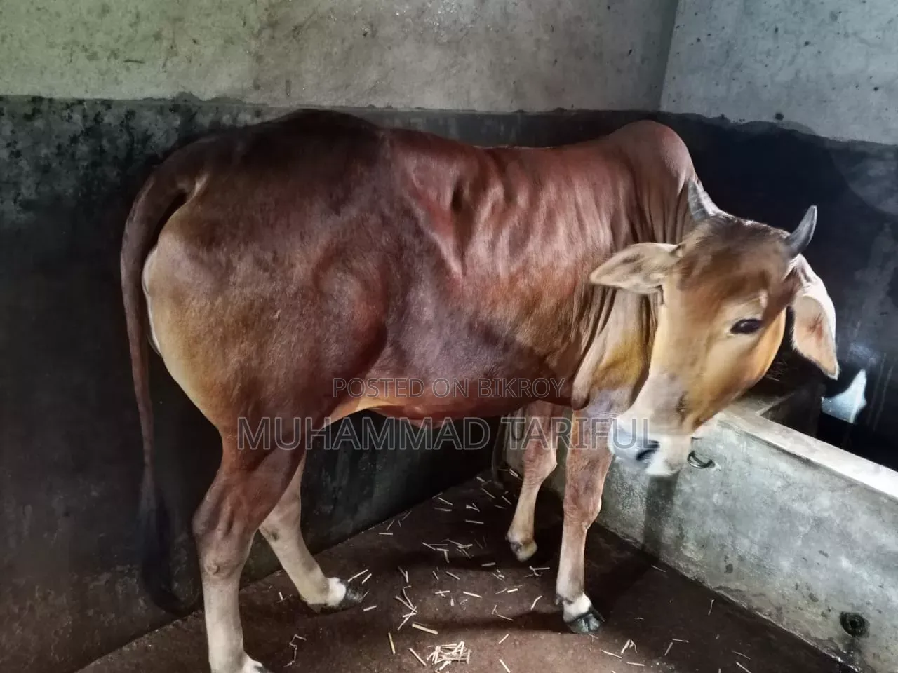 ষাড় ও গাভি