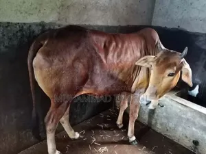 ষাড় ও গাভি