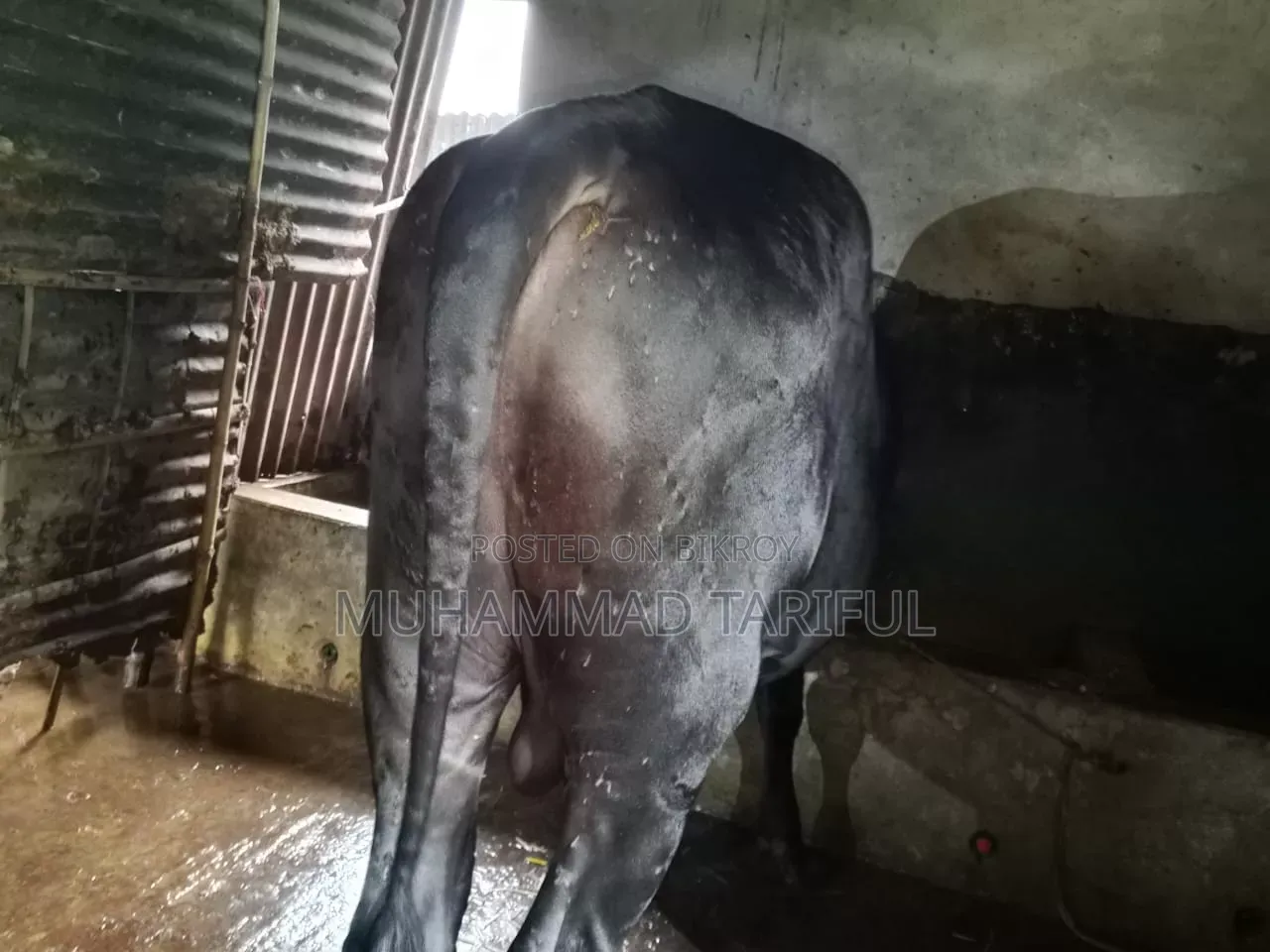 ষাড় ও গাভি