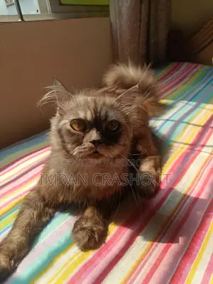 1+ Year Male Purebred Persian